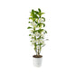 Dendrobium Nobile 12cm Twin Stem - Flowering The Horti House