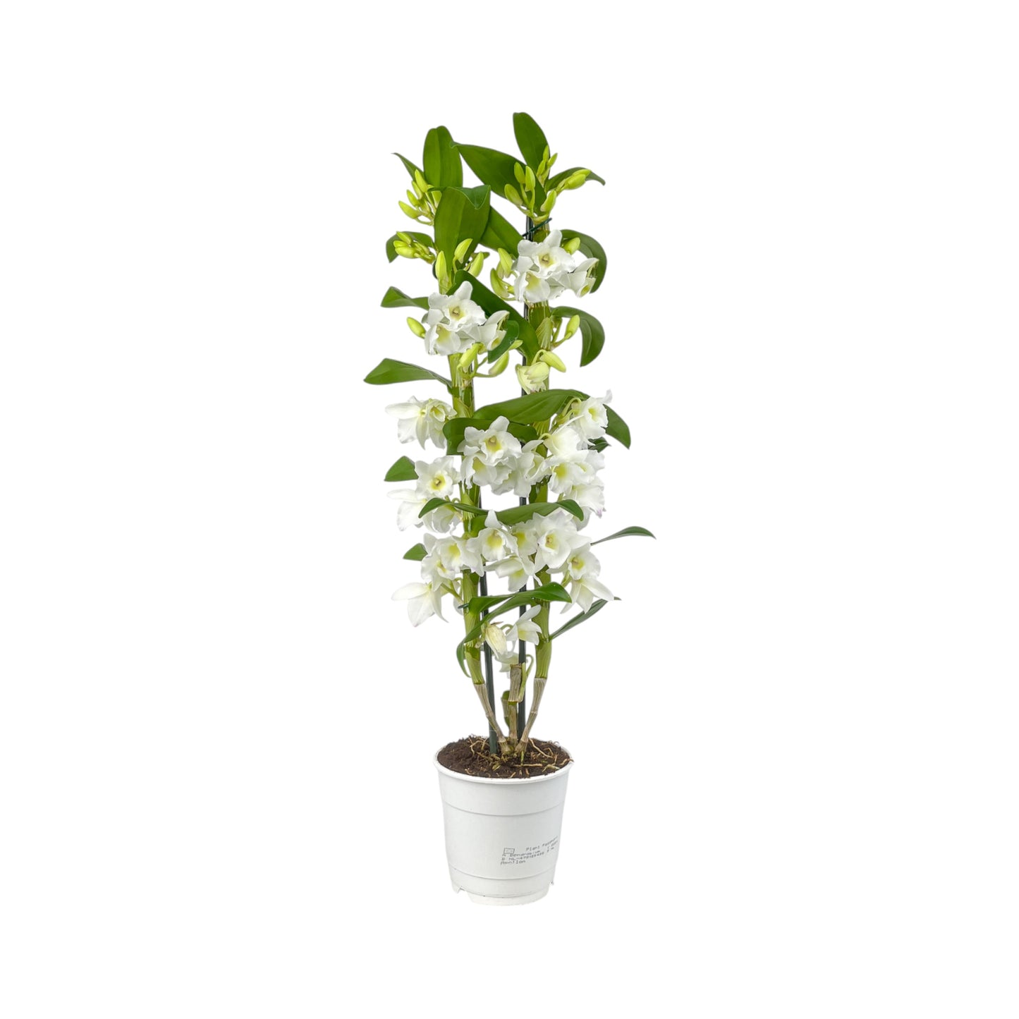 Dendrobium Nobile 12cm Twin Stem - Flowering The Horti House
