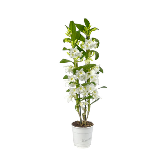 Dendrobium Nobile 12cm Twin Stem - Flowering The Horti House