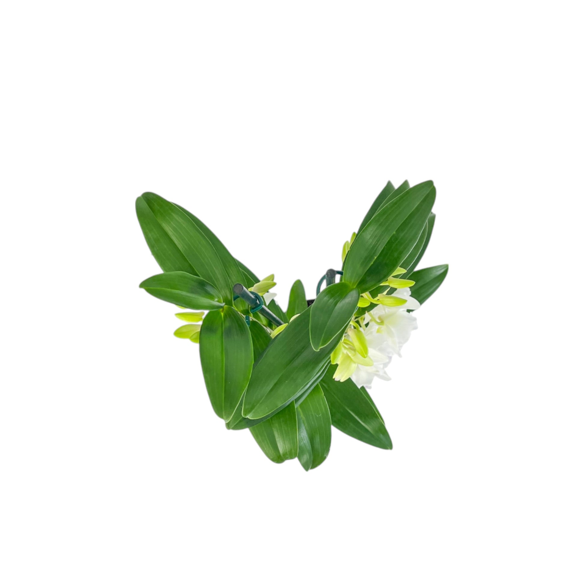 Dendrobium Nobile 12cm Twin Stem - Flowering The Horti House