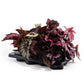 Dibleys Begonia Rex 12cm - Green Plant The Horti House