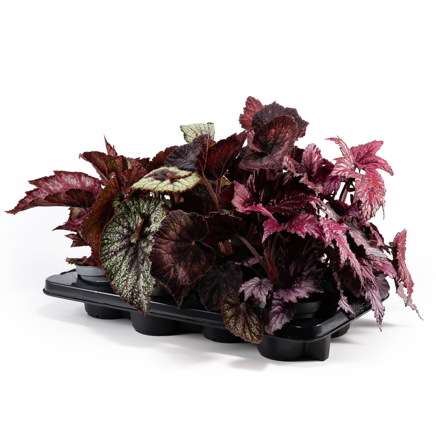 Dibleys Begonia Rex 12cm - Green Plant The Horti House