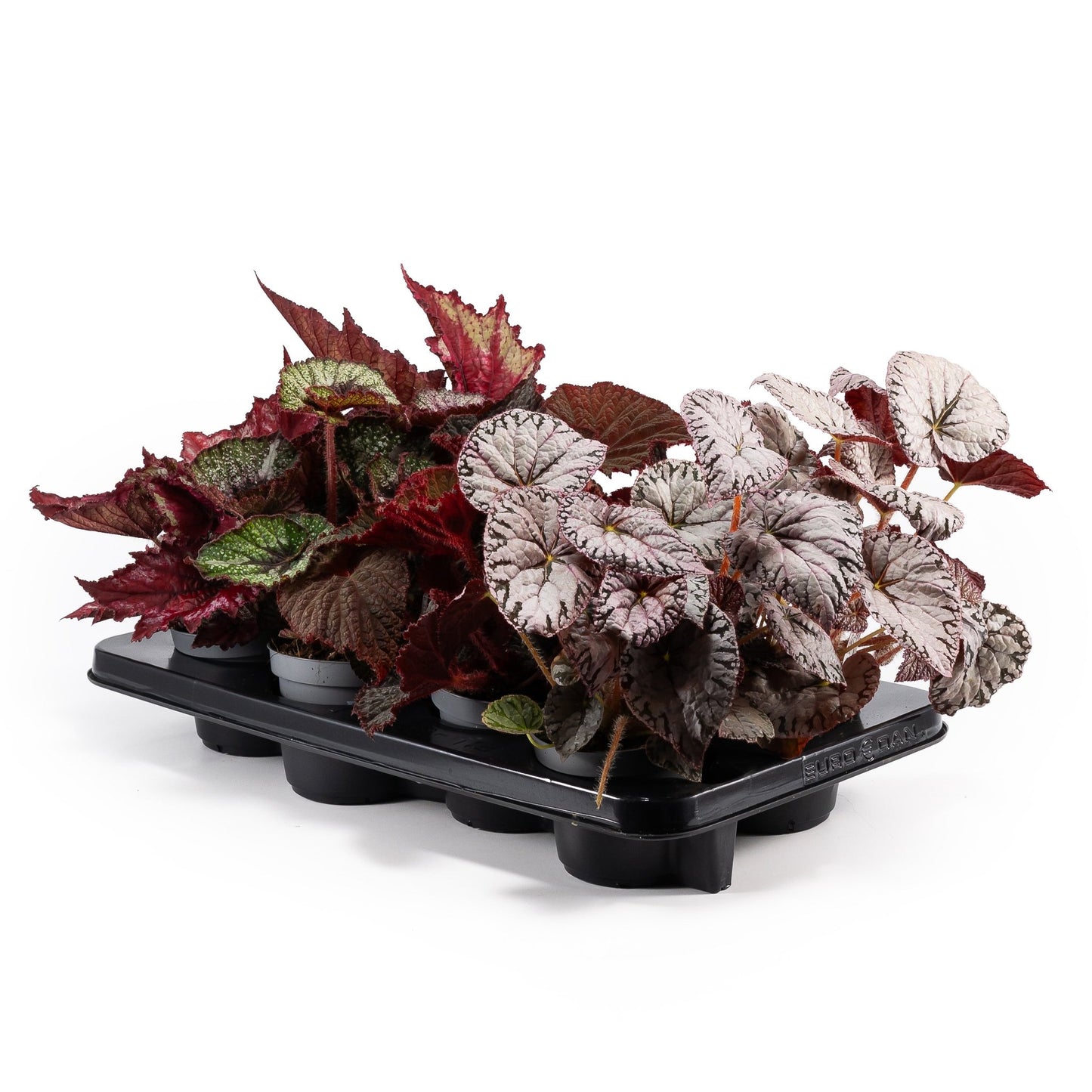 Dibleys Begonia Rex 12cm - Green Plant The Horti House