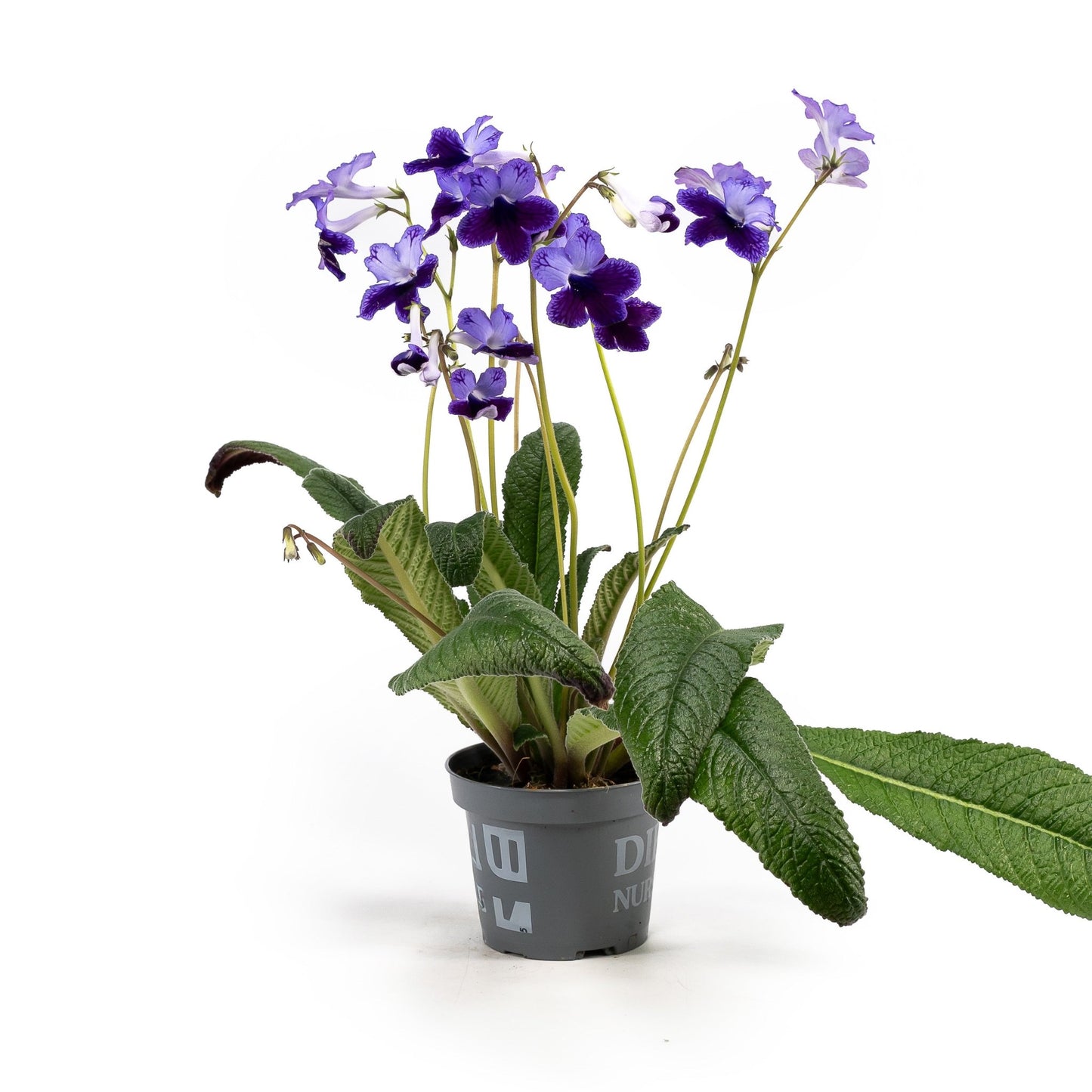 Dibleys Streptocarpus 10.5cm - Flowering The Horti House
