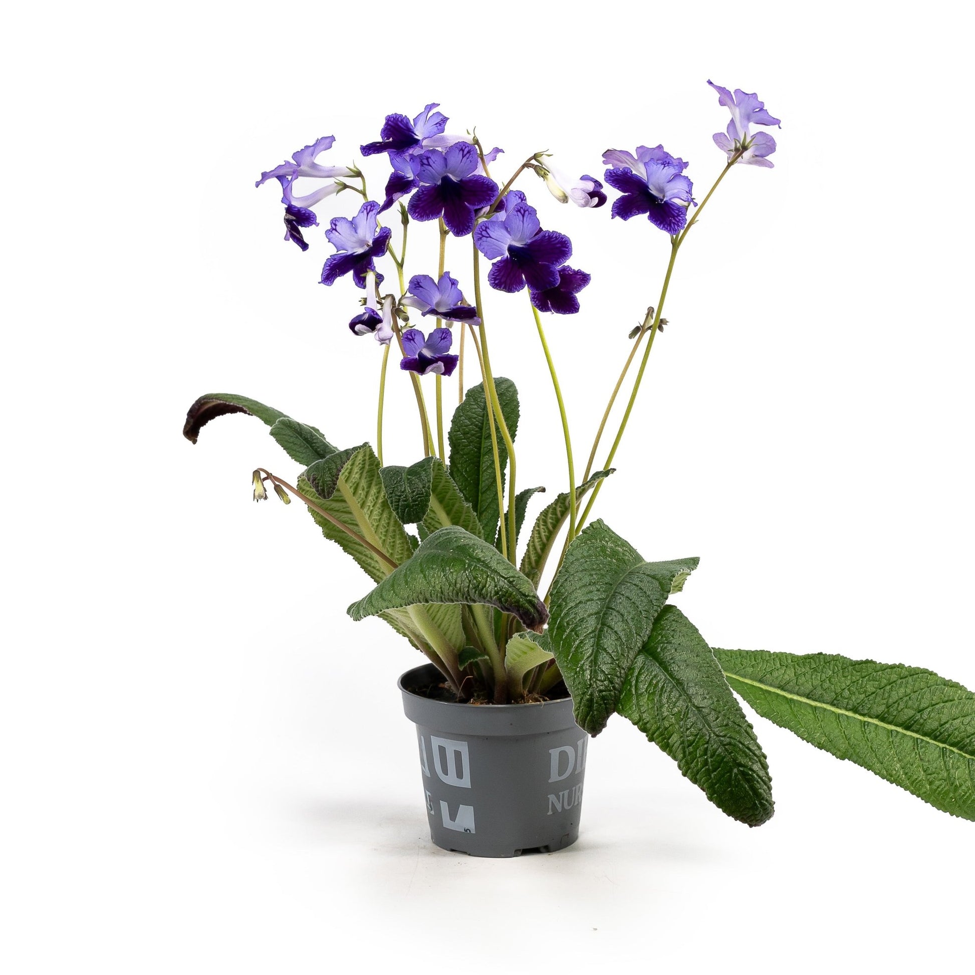Dibleys Streptocarpus 10.5cm - Flowering The Horti House