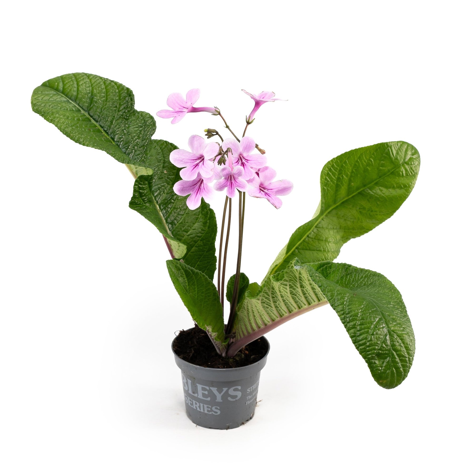 Dibleys Streptocarpus 10.5cm - Flowering The Horti House