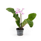 Dibleys Streptocarpus 10.5cm - Flowering The Horti House
