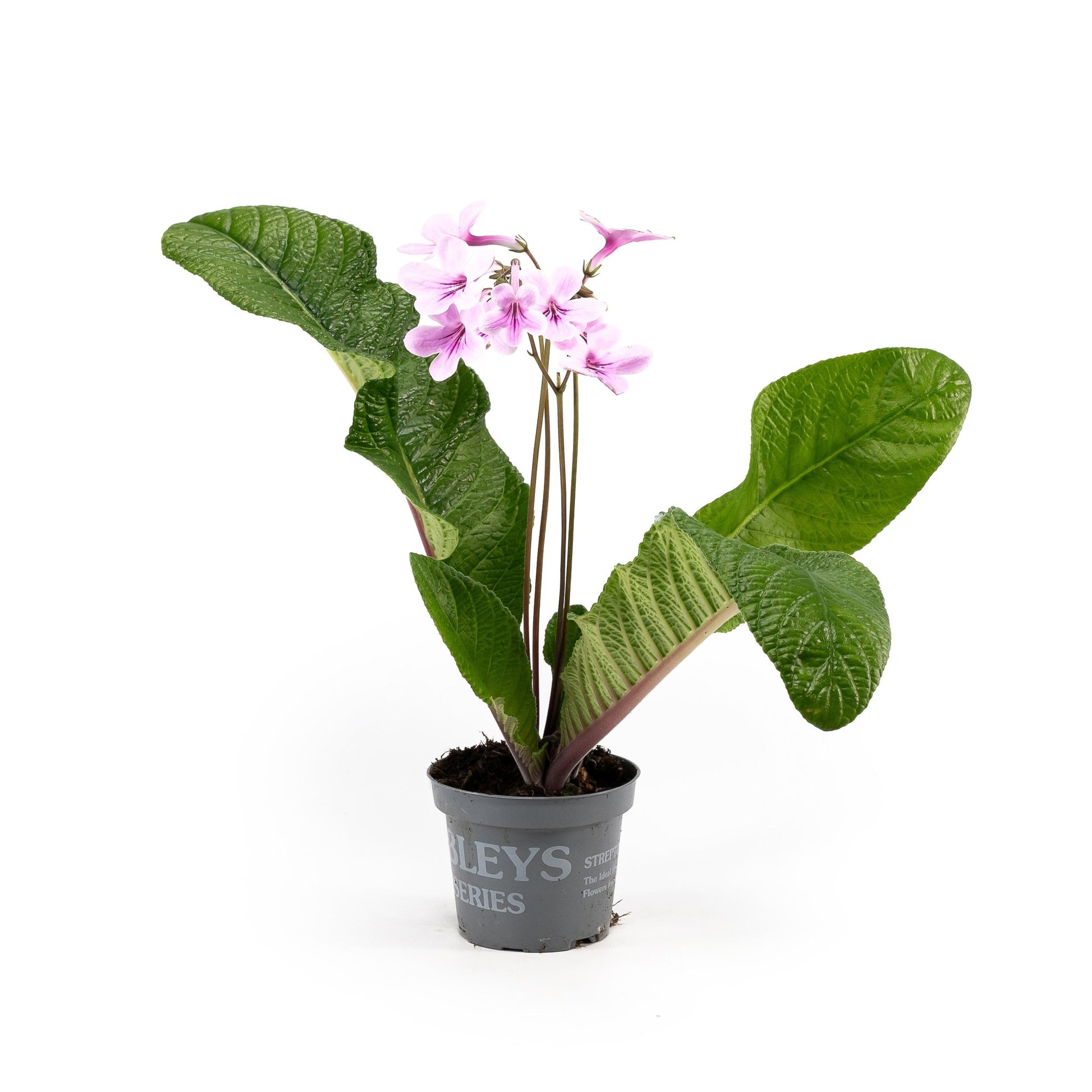 Dibleys Streptocarpus 10.5cm - Flowering The Horti House
