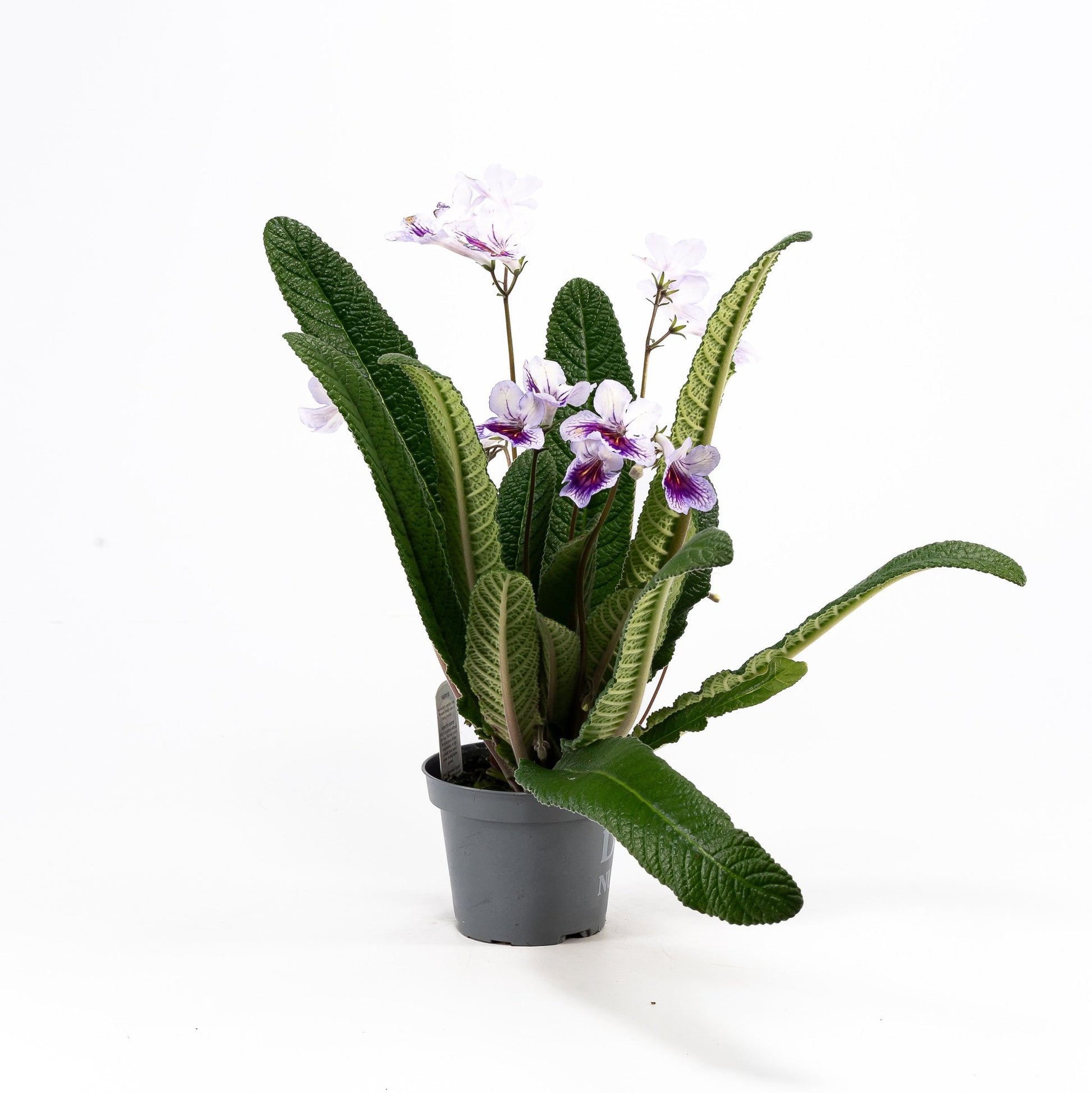 Dibleys Streptocarpus 10.5cm - Flowering The Horti House