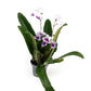 Dibleys Streptocarpus 10.5cm - Flowering The Horti House