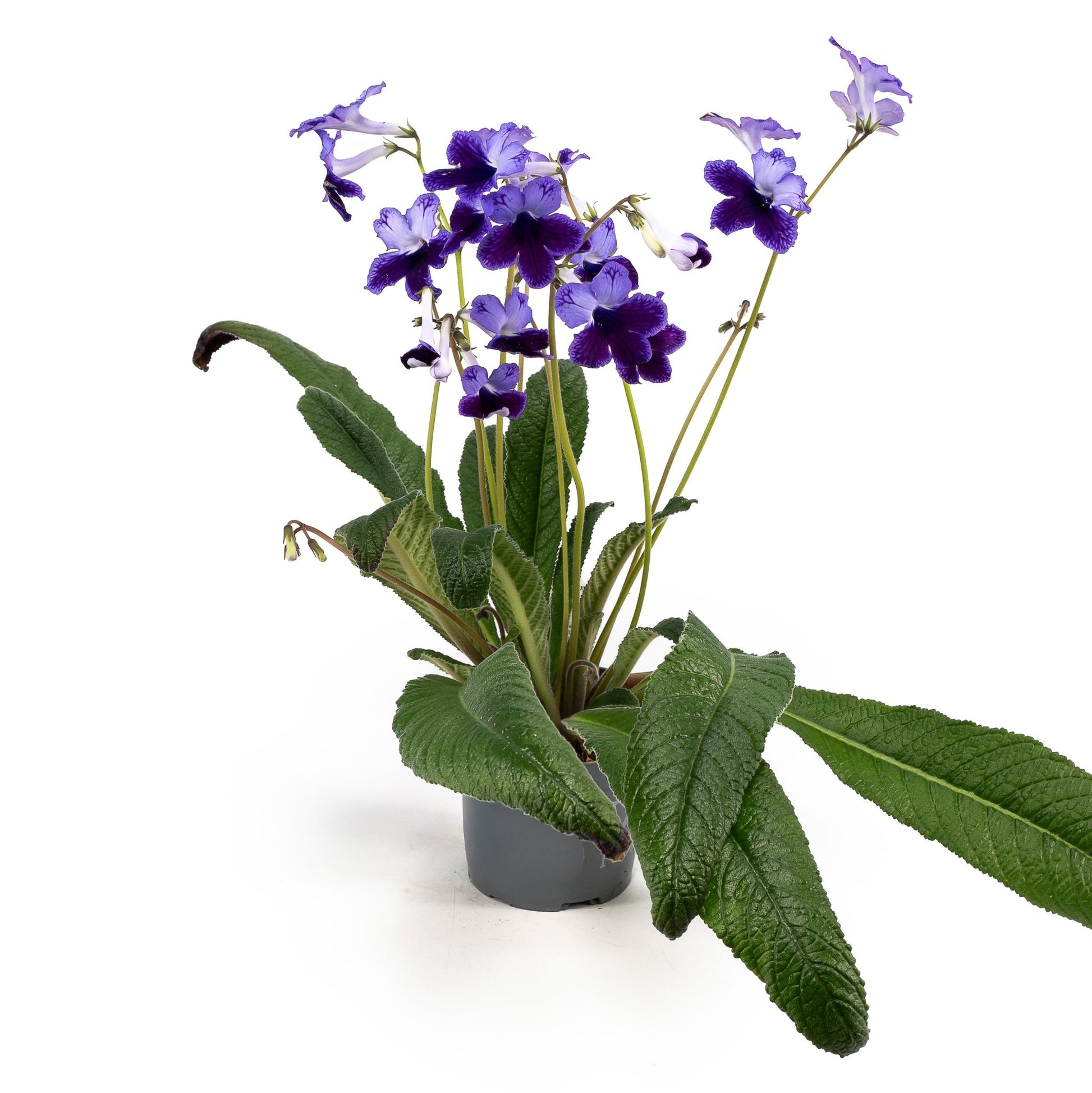 Dibleys Streptocarpus 10.5cm - Flowering The Horti House