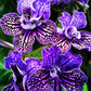 Dibleys Streptocarpus 12cm Sirius - Flowering The Horti House