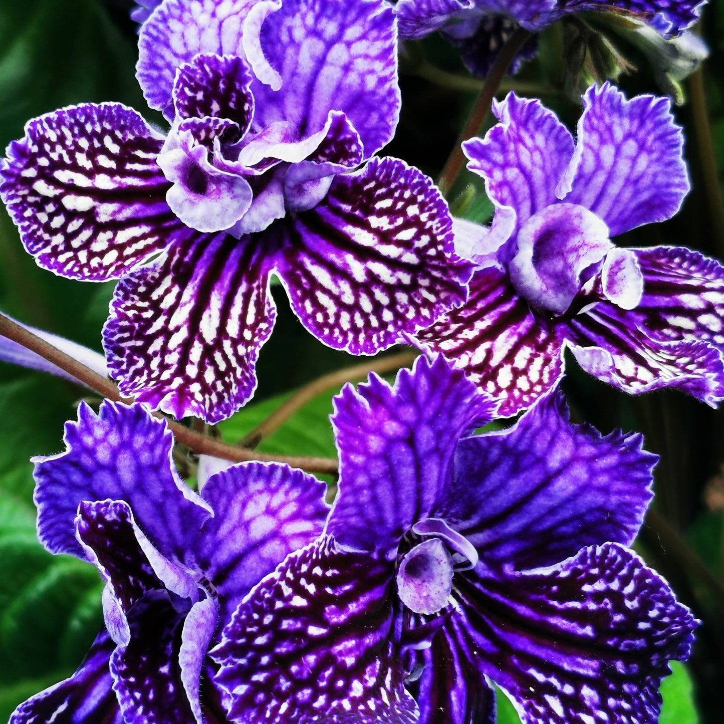Dibleys Streptocarpus 12cm Sirius - Flowering The Horti House
