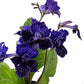 Dibleys Streptocarpus 12cm Sirius - Flowering The Horti House