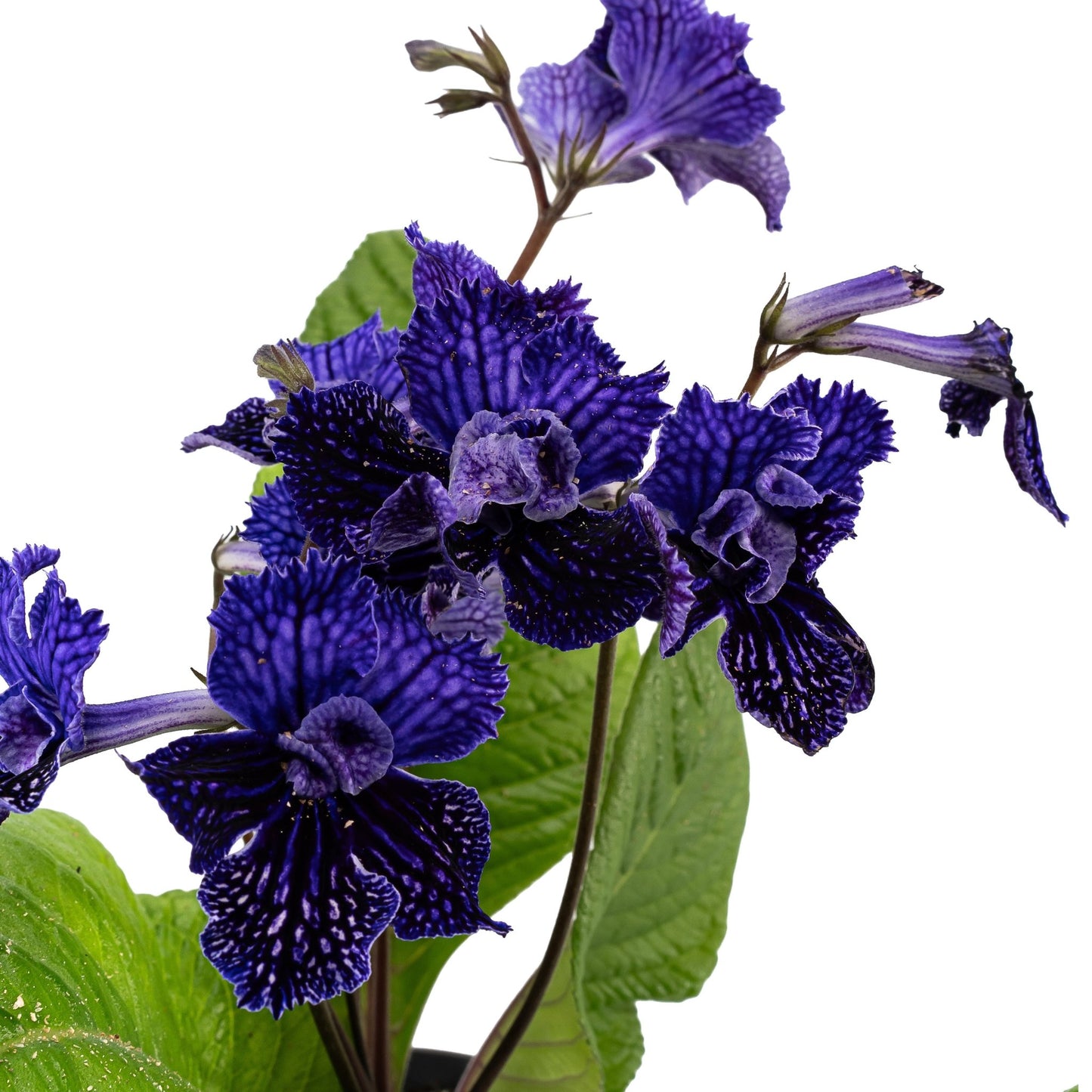 Dibleys Streptocarpus 12cm Sirius - Flowering The Horti House