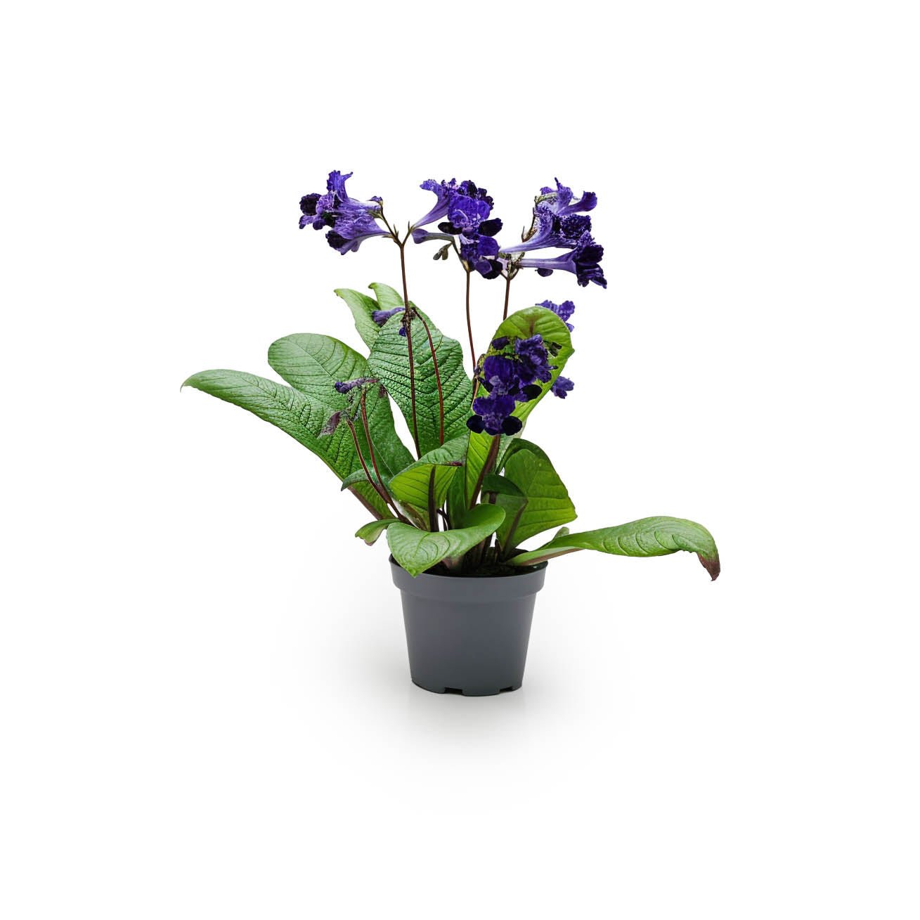Dibleys Streptocarpus 12cm Sirius - Flowering The Horti House