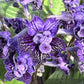 Dibleys Streptocarpus 12cm Sirius - Flowering The Horti House