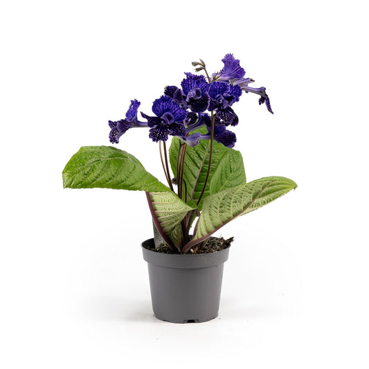 Dibleys Streptocarpus 12cm Sirius - Flowering The Horti House
