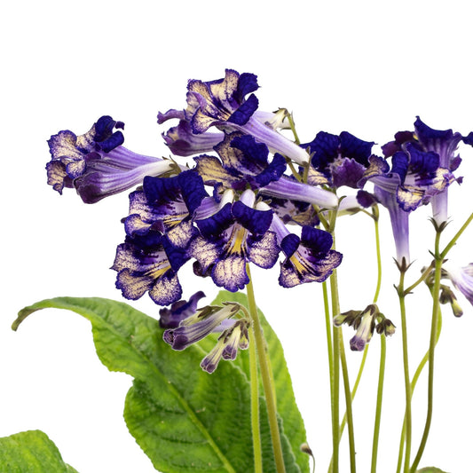 Dibleys Streptocarpus 13cm - Flowering The Horti House