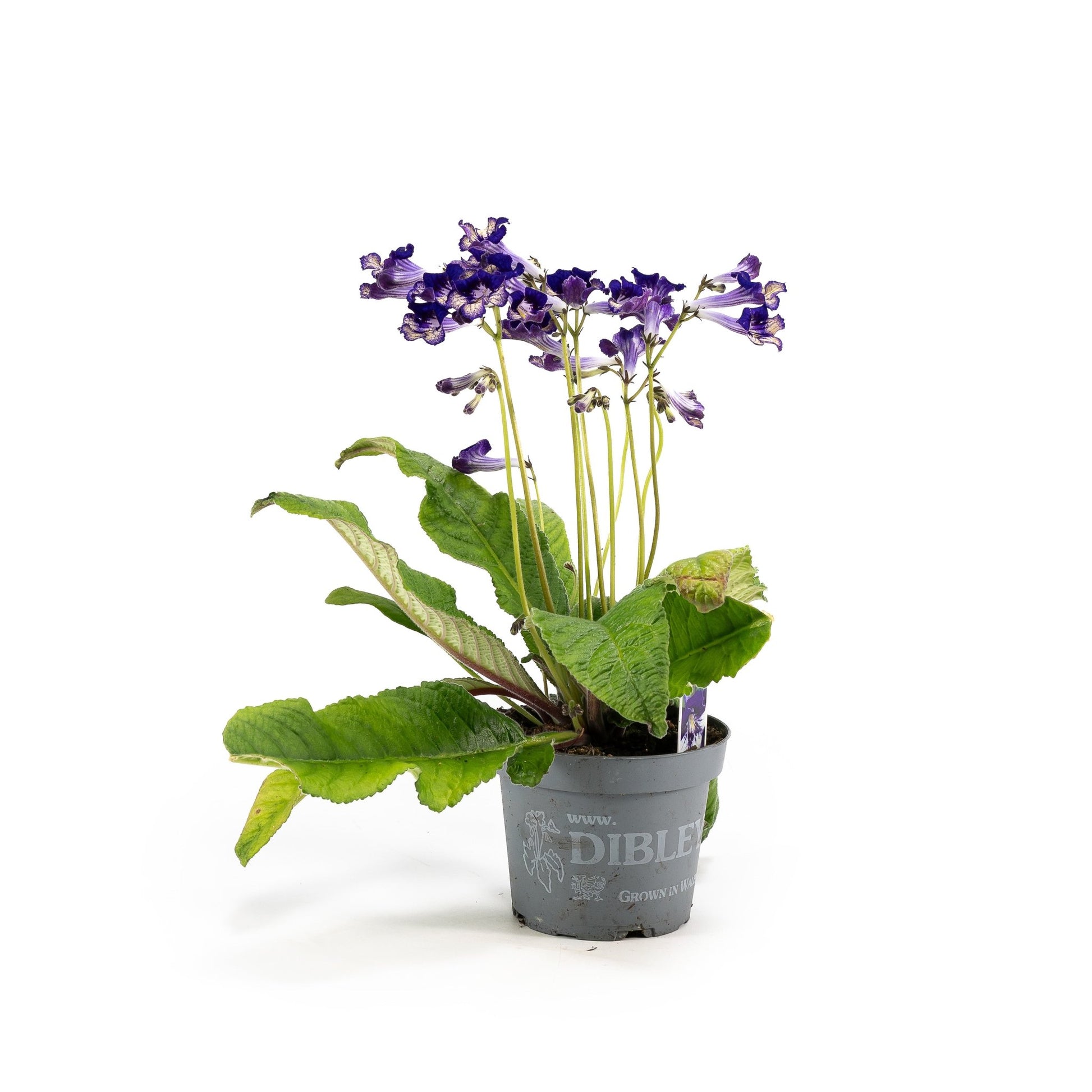 Dibleys Streptocarpus 13cm - Flowering The Horti House
