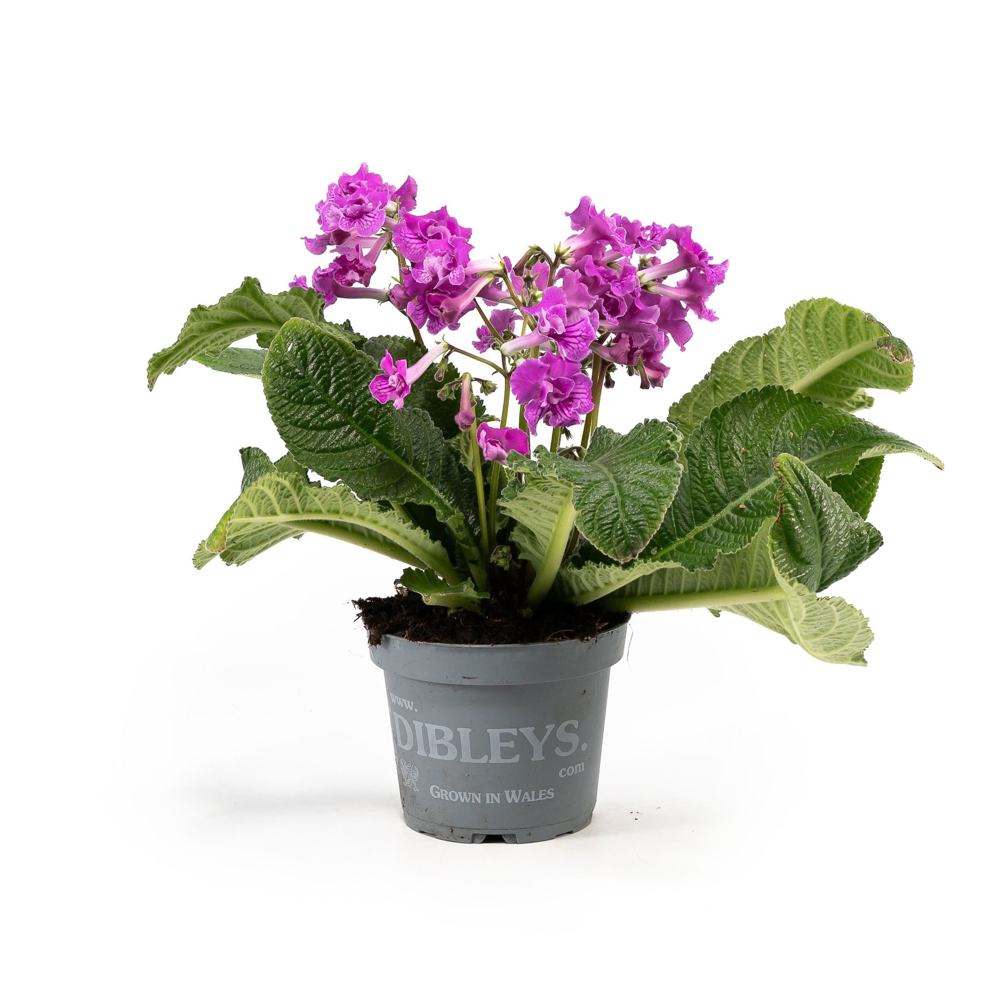 Dibleys Streptocarpus 13cm - Flowering The Horti House