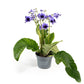 Dibleys Streptocarpus 13cm - Flowering The Horti House