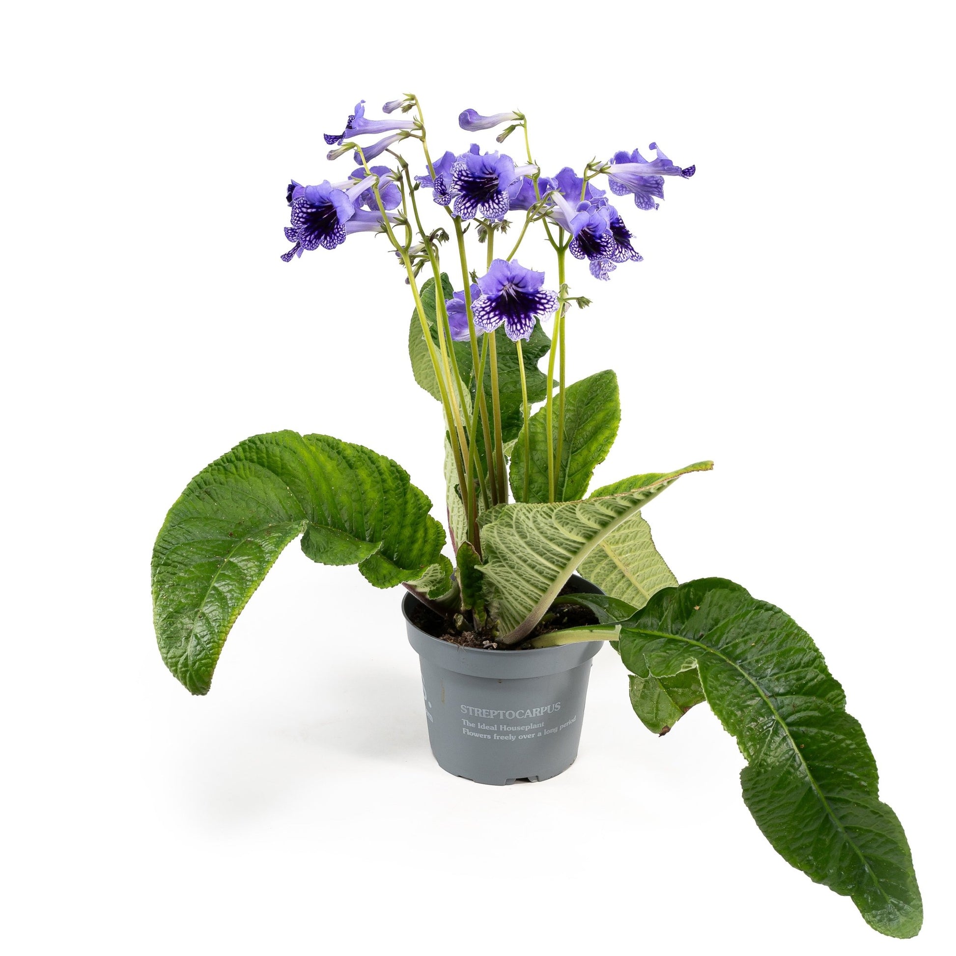 Dibleys Streptocarpus 13cm - Flowering The Horti House