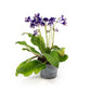Dibleys Streptocarpus 13cm - Flowering The Horti House