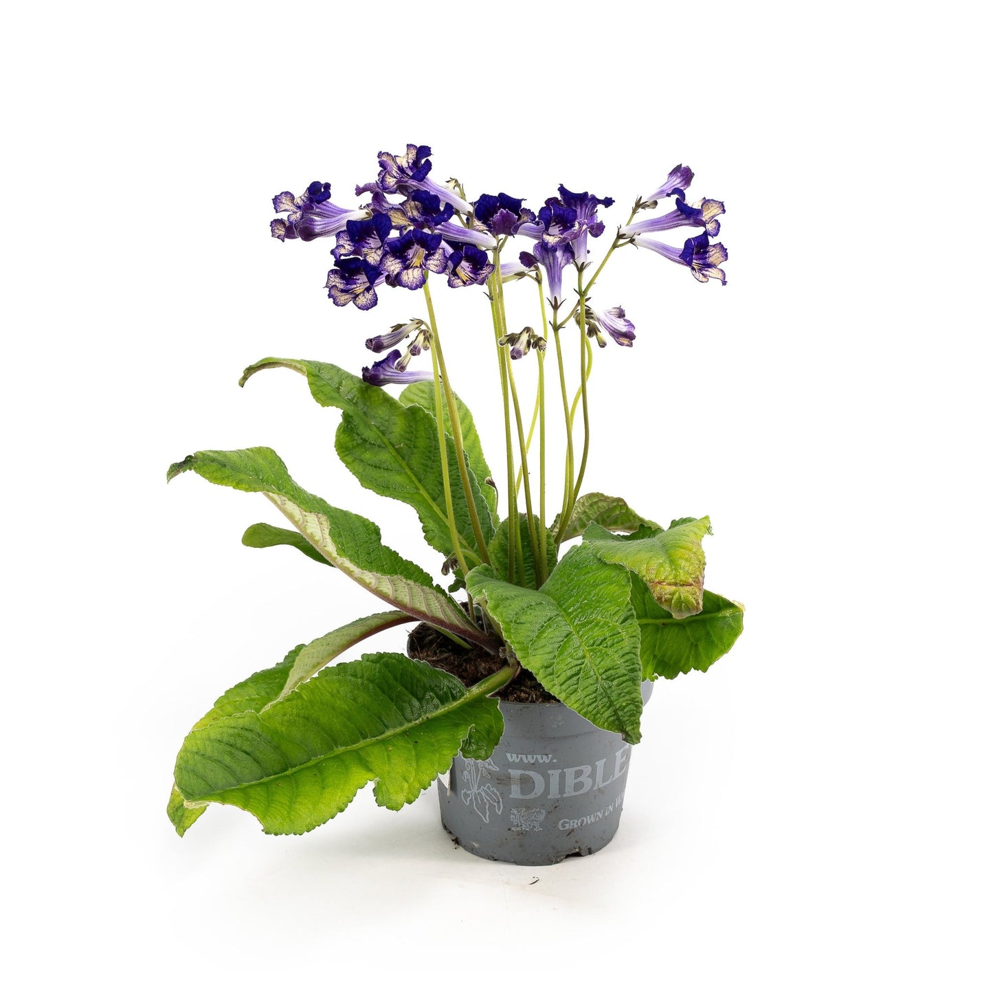 Dibleys Streptocarpus 13cm - Flowering The Horti House