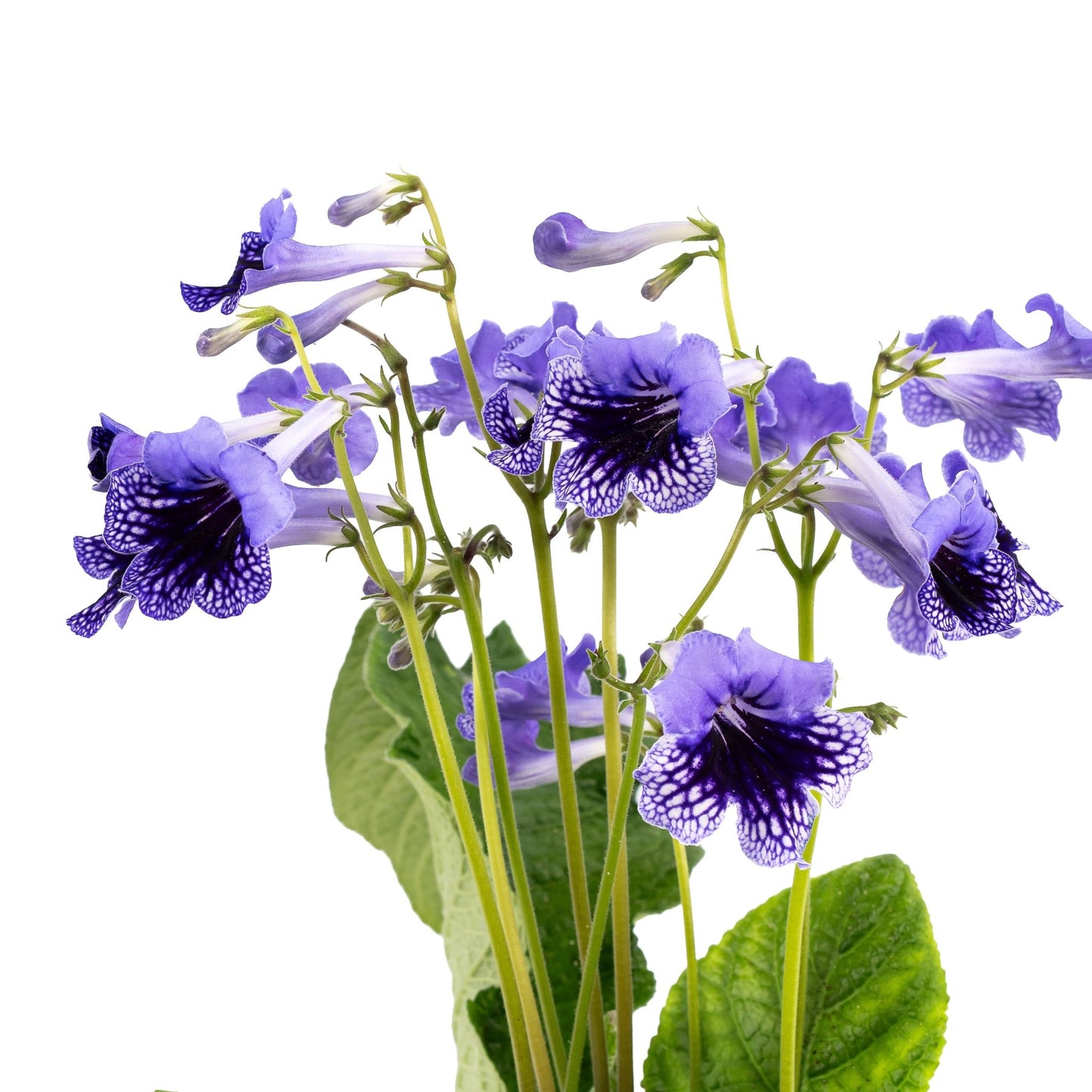 Dibleys Streptocarpus 13cm - Flowering The Horti House