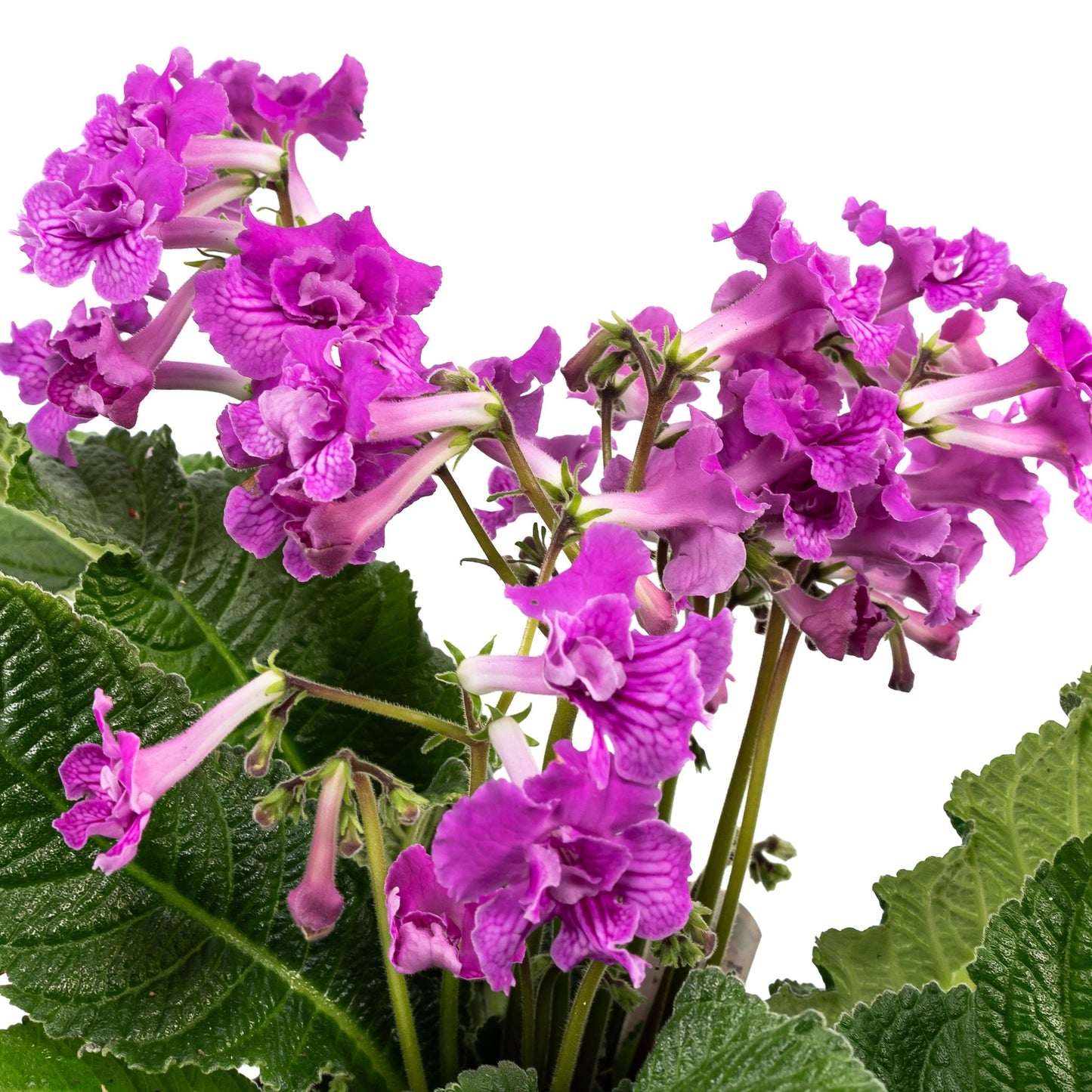 Dibleys Streptocarpus 13cm - Flowering The Horti House
