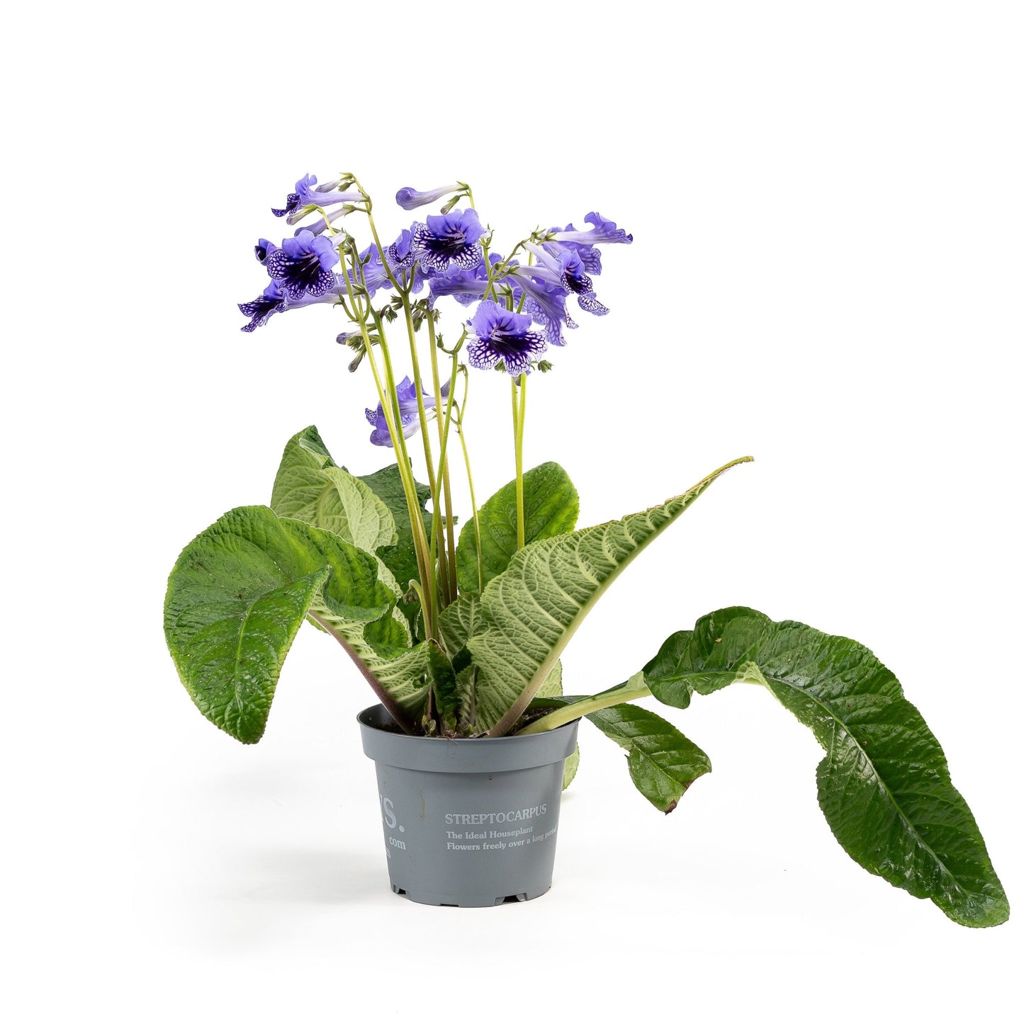 Dibleys Streptocarpus 13cm - Flowering The Horti House