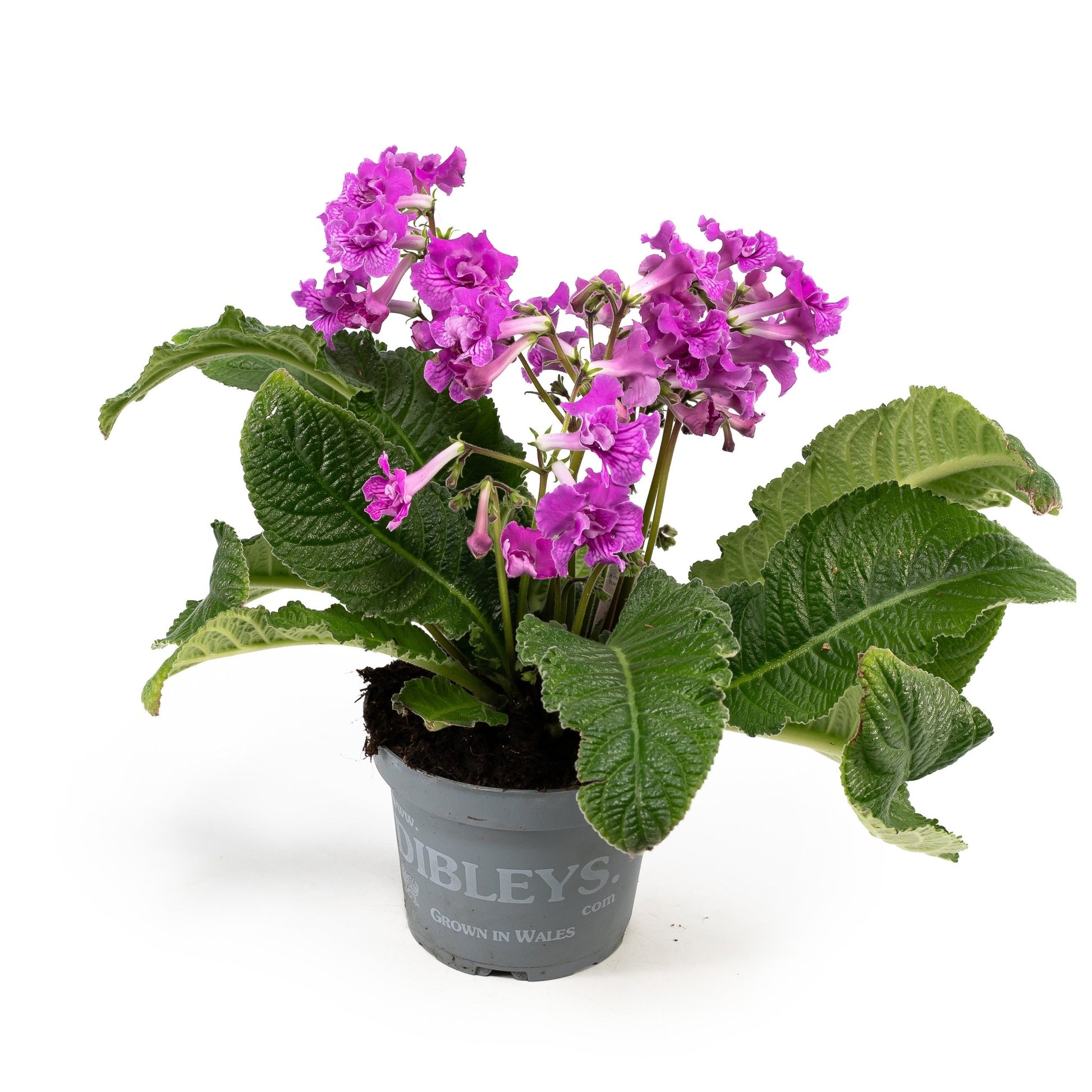 Dibleys Streptocarpus 13cm - Flowering The Horti House
