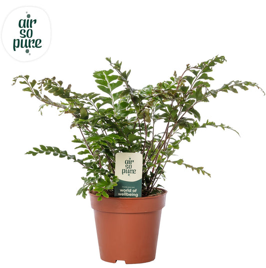 Didymochlaena 13cm - Green Plant The Horti House