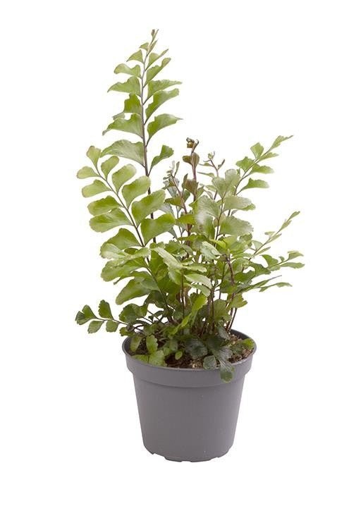 Didymochlaena 6cm - Green Plant The Horti House
