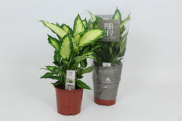 Dieffenbachia 17cm Camilla - Green Plant The Horti House