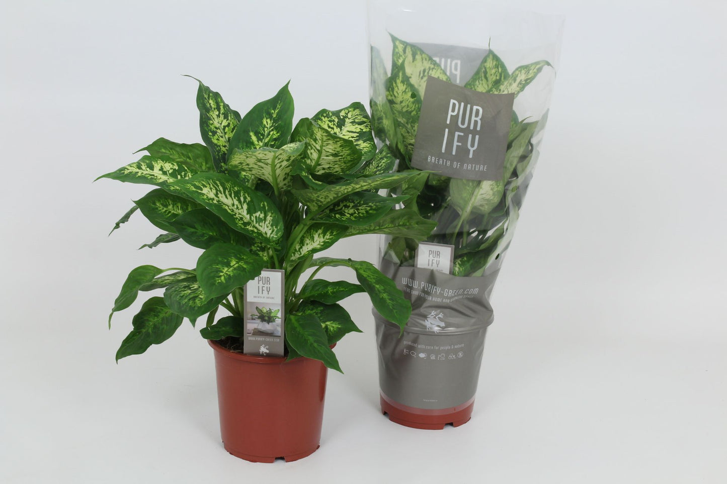 Dieffenbachia 17cm Compacta - Green Plant The Horti House