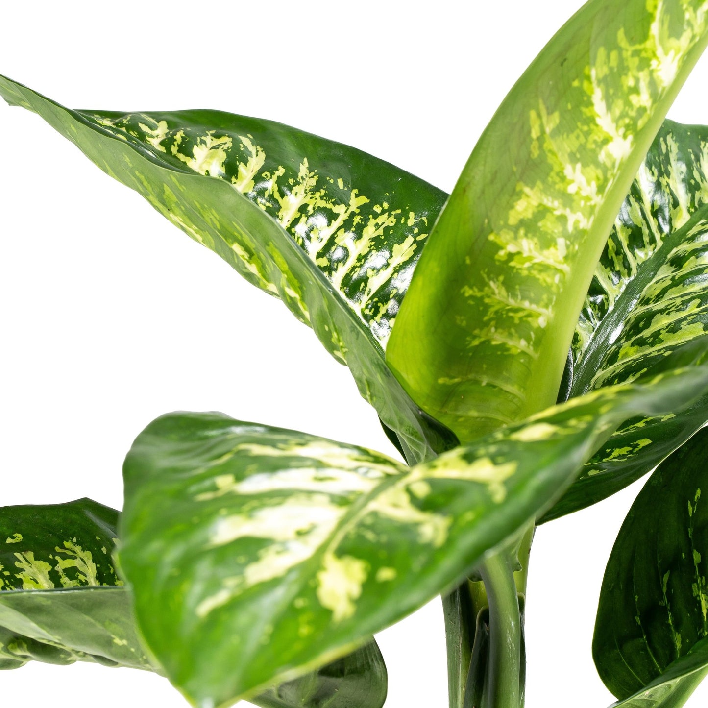 Dieffenbachia 17cm Tropic Snow - Green Plant The Horti House