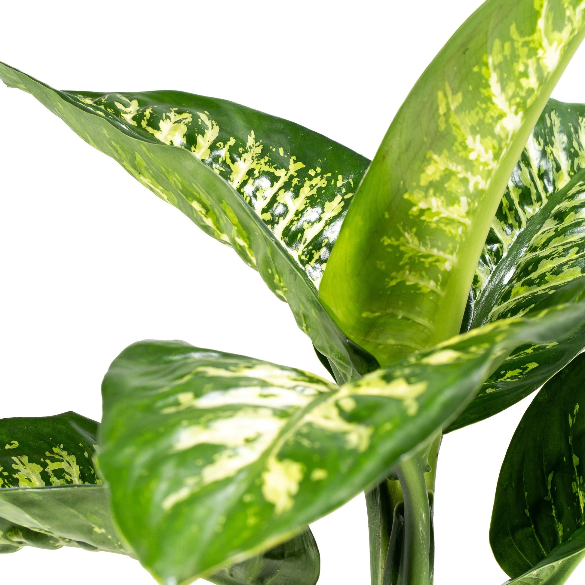 Dieffenbachia 17cm Tropic Snow - Green Plant The Horti House