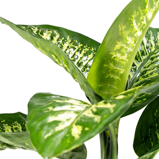 Dieffenbachia 17cm Tropic Snow - Green Plant The Horti House