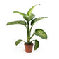 Dieffenbachia 17cm Tropic Snow - Green Plant The Horti House