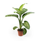 Dieffenbachia 17cm Tropic Snow - Green Plant The Horti House