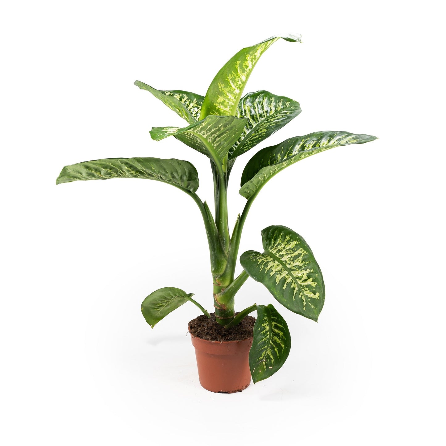 Dieffenbachia 17cm Tropic Snow - Green Plant The Horti House