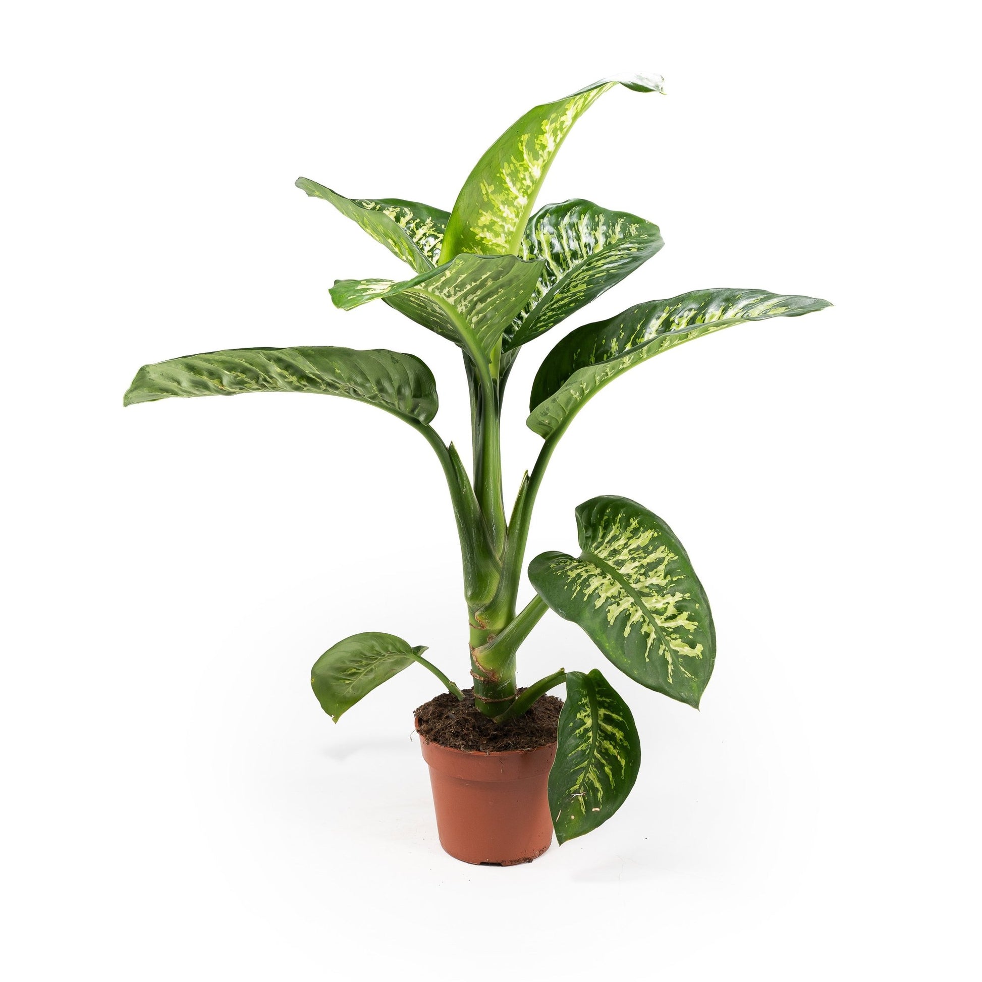Dieffenbachia 17cm Tropic Snow - Green Plant The Horti House