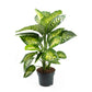 Dieffenbachia 23cm Tropic Snow