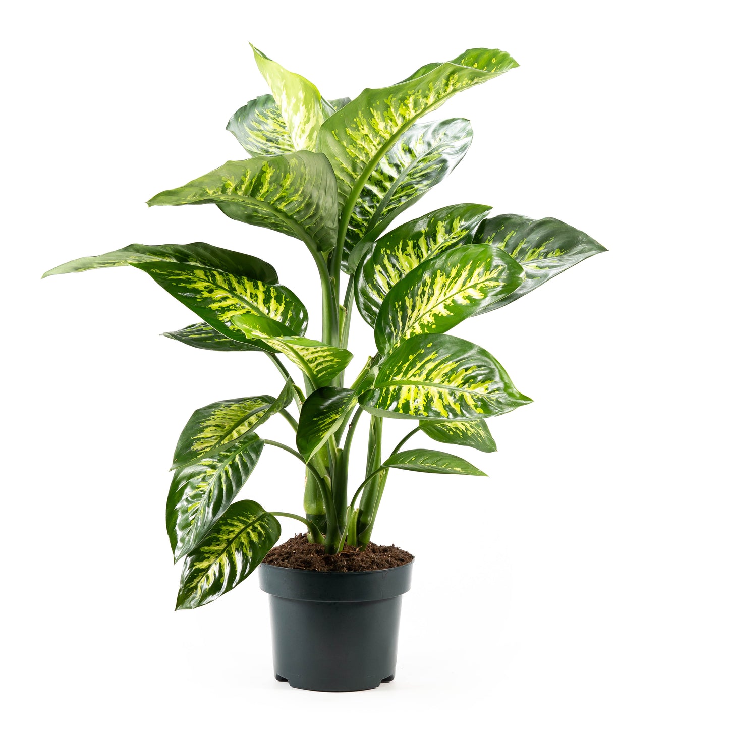 Dieffenbachia 23cm Tropic Snow