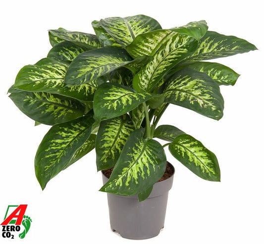 Dieffenbachia 24cm Reeva - Green Plant The Horti House