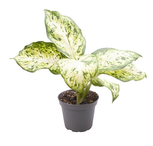 Dieffenbachia 6cm Amy - Green Plant The Horti House