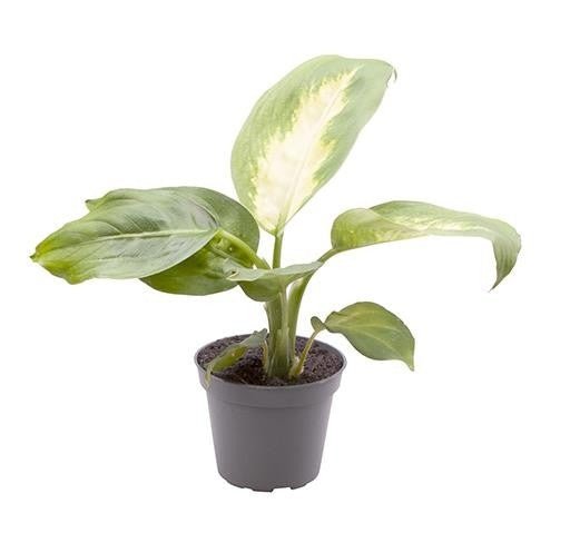 Dieffenbachia 6cm Camilla - Green Plant The Horti House