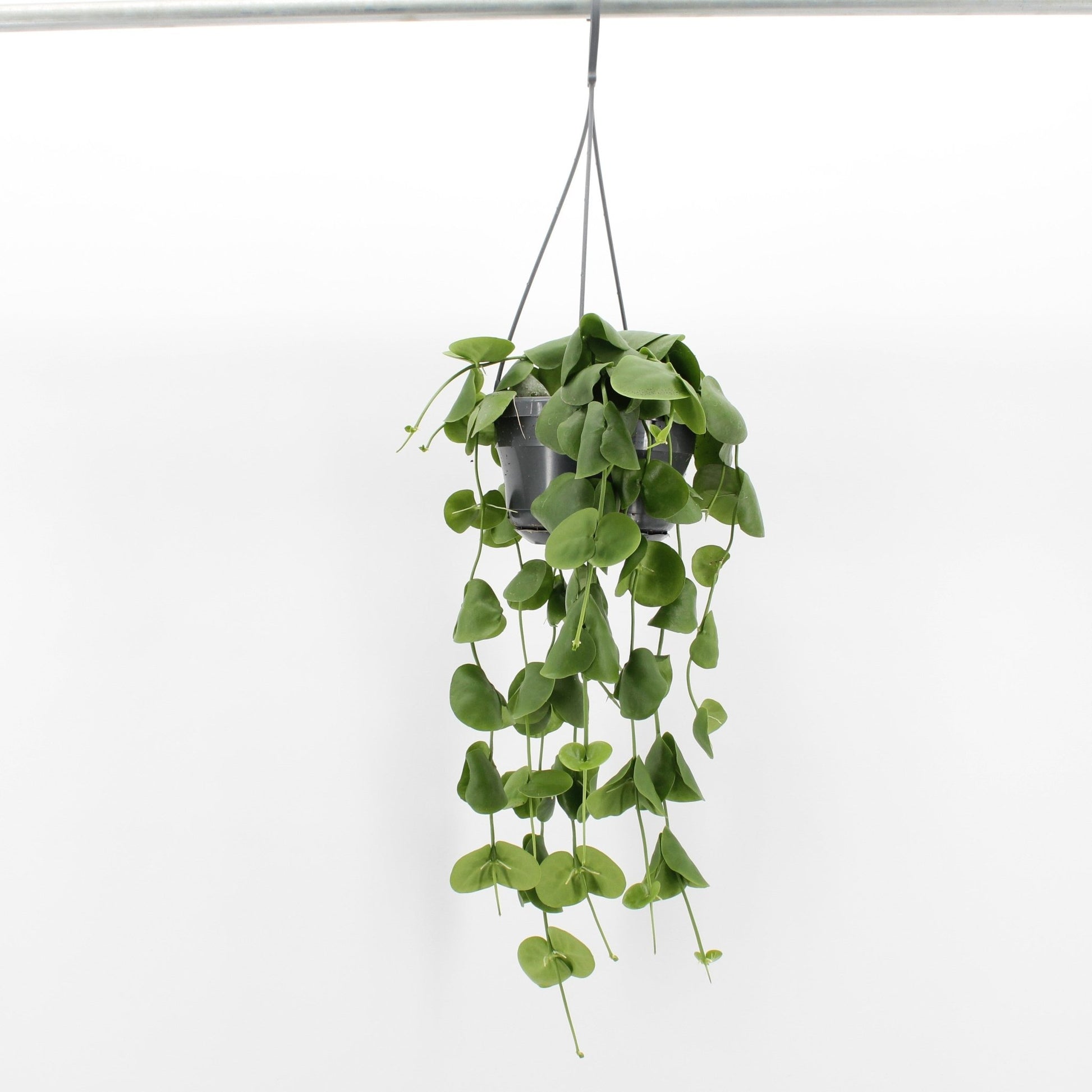 Dischidia 14cm Platyphylla - Hanging The Horti House